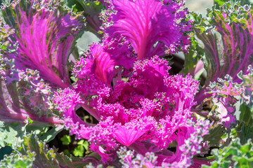 Decorative Cabbage Close Up, Ornamental Cabbage, Flowering Purple Cabbage