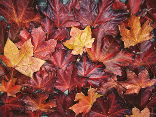 autumn background forest with maple trees and sunny beams