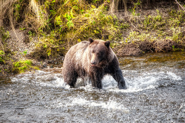 Grizzly Bear in the wild