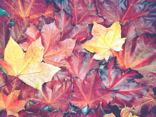 autumn background forest with maple trees and sunny beams