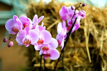 flowers in spring - orchids