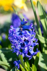 blue flowers in garden
