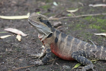 Australian Water Dragon in its natural habitat 