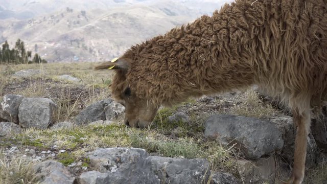 Close-up of cute young furry alpaca eating grass at ancient Inca ruins of Sacsayhuaman. City of Cusco, Peru and Andes Mountains in Background.