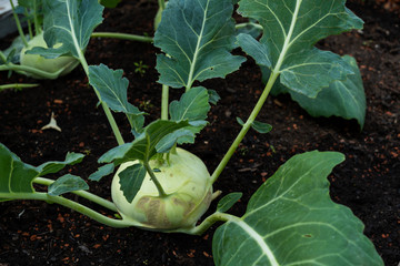 Kohlrabi