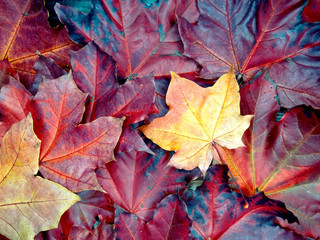 autumn background forest with maple trees and sunny beams