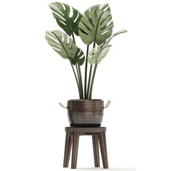  Monstera isolated on white background