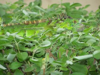 Green iguana camouflaged by vegetation in Grand Cayman.