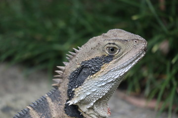 Australian Water Dragon in its natural habitat 