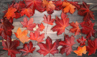 autumn forest with maple trees on wooden background