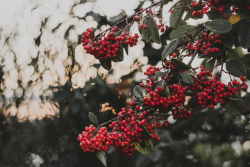 Red fruits of a three in Italy