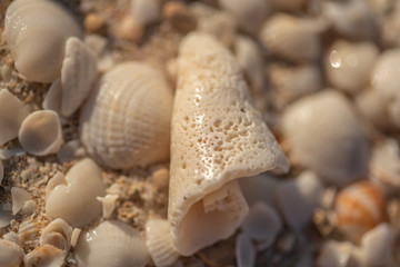 shells on the beach