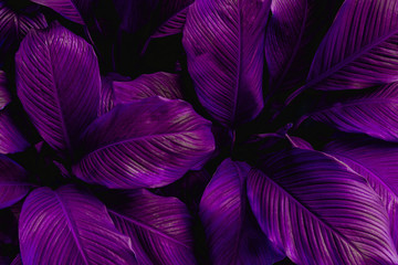 leaves of Spathiphyllum cannifolium, abstract colorful texture, nature background, tropical leaf