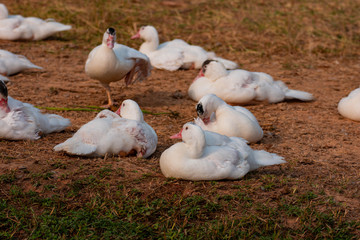 Duck meat White barbarians resting after their morning feeding.