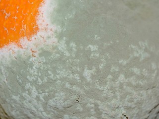 Close-up natural mold on missing non-GMO tangerines, natural aging of food