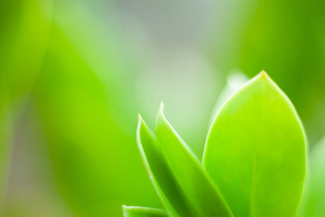 closeup nature view of green leaf on blurred background and sunlight, fresh wallpaper concept