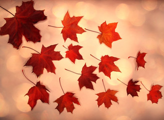 autumn background forest with maple trees and sunny beams