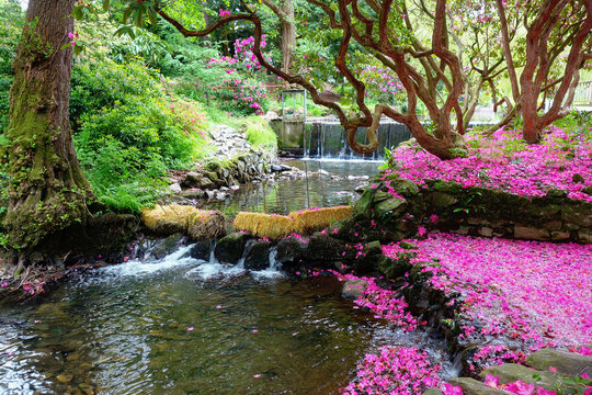 Beautiful british landscaped gardens with the bridge over the lake and blossoming shrubs, selective focus