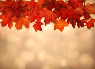 autumn background forest with maple trees and sunny beams