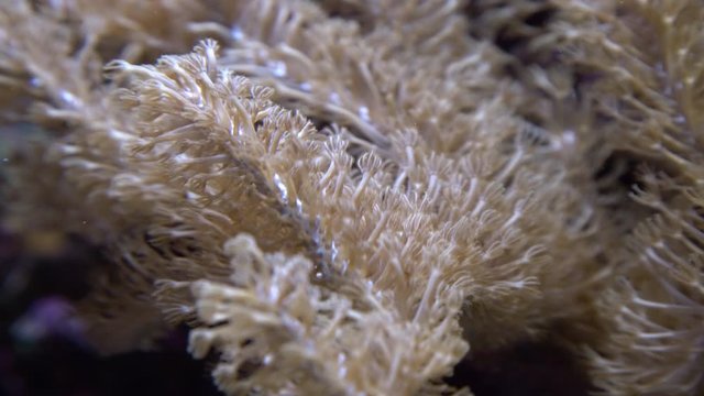 Underwater shot of mushroom coral (Fungiidae) colony on the reef in the aquarium tank. Colourful corals growing on the ocean bottom.
