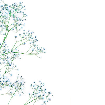 Beautiful Flower Background Of Blue Gypsophila Flowers.