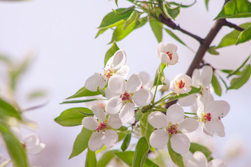 beautiful closeup spring blossoming tree