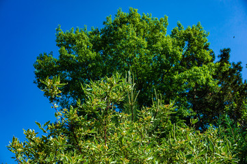 Beautiful green crown of mighty red oak rises above evergreen garden against blue cloudless spring sky. Selective focus. Red oak is over 70 years old. Nature concept for design.