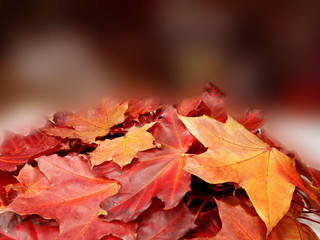 autumn background forest with maple trees and sunny beams