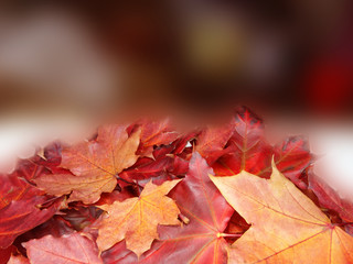 autumn background forest with maple trees and sunny beams