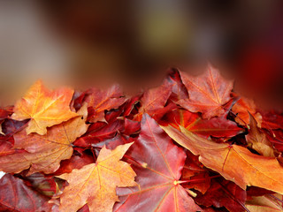 autumn background forest with maple trees and sunny beams