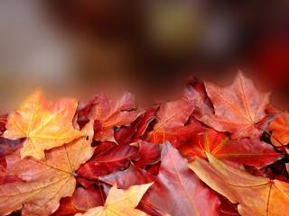 autumn background forest with maple trees and sunny beams
