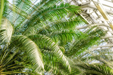 Obraz premium Branches with leaves of palms. Evergreen palms in Botanical Garden. Exotic tropical plants in orangery. Long stem and leafy succulents, african and american plants. Gardening concept. Selective focus.