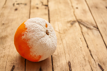 one orange covered with mold lies on a table of wooden boards