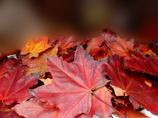 autumn background forest with maple trees and sunny beams