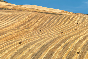Obraz premium Rural landscape in Apulia at summer