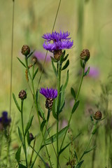 wild forest meadow with many flake flowers