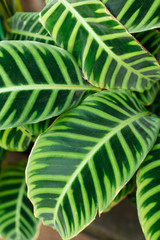 Vertical macro photo of green striped Calathea leaves. Plant of the arrowroot family. Tropical plant from South America. Patterned photo for wallpaper or natural background. Gardening concept.