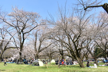 小金井公園桜祭り