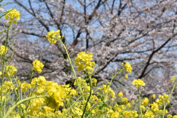 小金井公園桜祭り