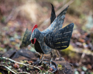 A cockerel out in the field.