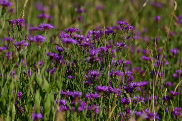Fototapeta premium wild forest meadow with many flake flowers