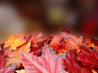 autumn background forest with maple trees and sunny beams