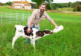 guy feeds two week old calf from bottle with dummy at lawn © caftor