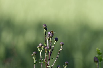 closed thistle with lice , ants on the stem and flies