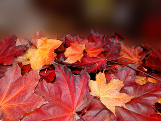 autumn background forest with maple trees and sunny beams