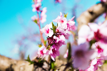 blooming peach trees in spring