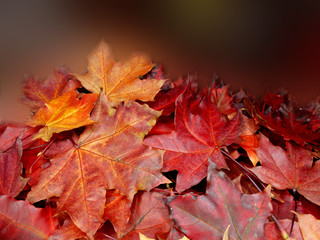 Obraz premium autumn background forest with maple trees and sunny beams