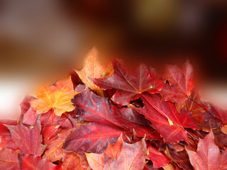 autumn background forest with maple trees and sunny beams
