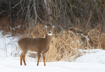 Beautiful white-tailed deer female standing in the winter snow in Canada