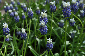 Grape hyacinth, also known as Muscari armeniacum, Touch of Snow